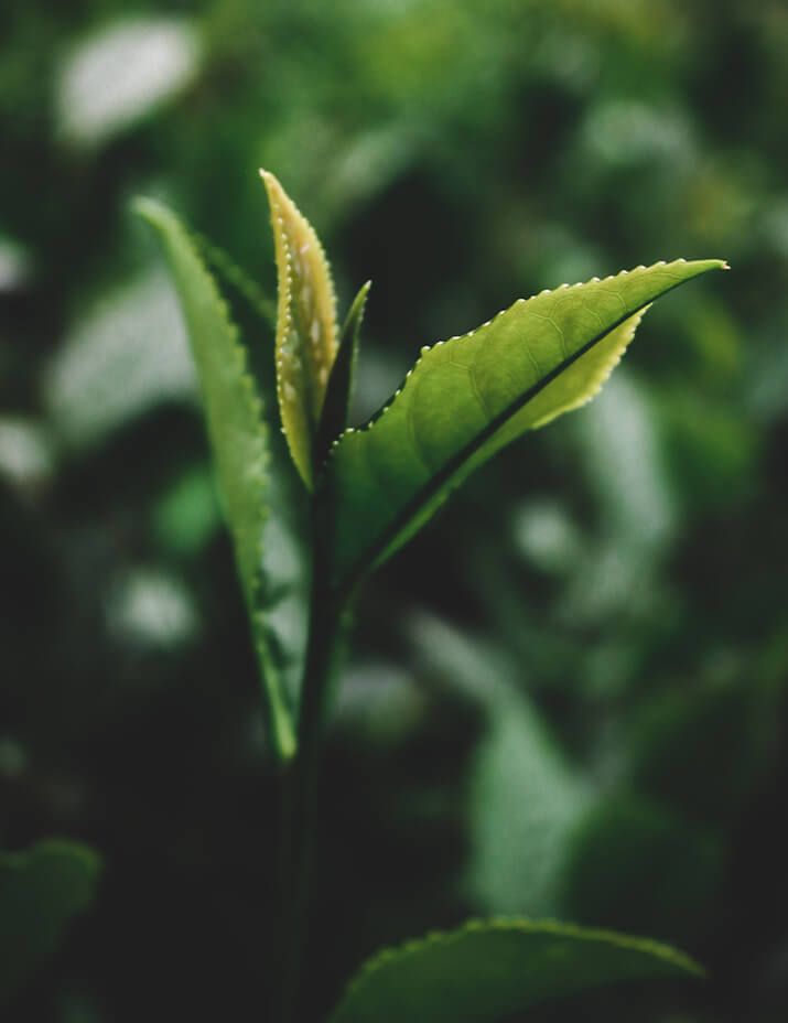 Shenzhen  Essenleaf co,ltd